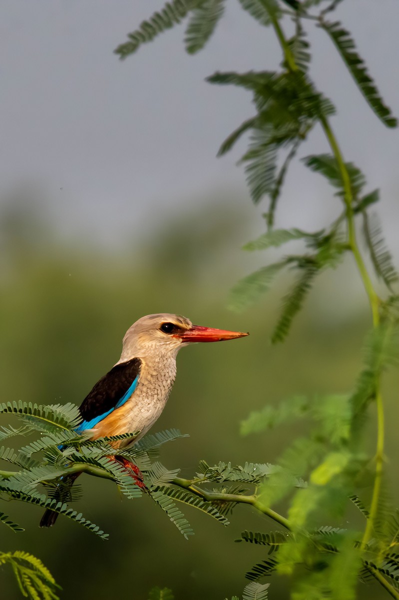 Gray-headed Kingfisher - ML624216847