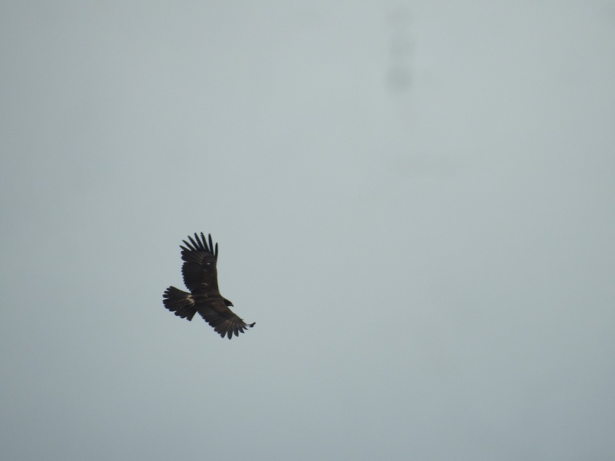 Black Eagle - Mallikarjuna Agrahar