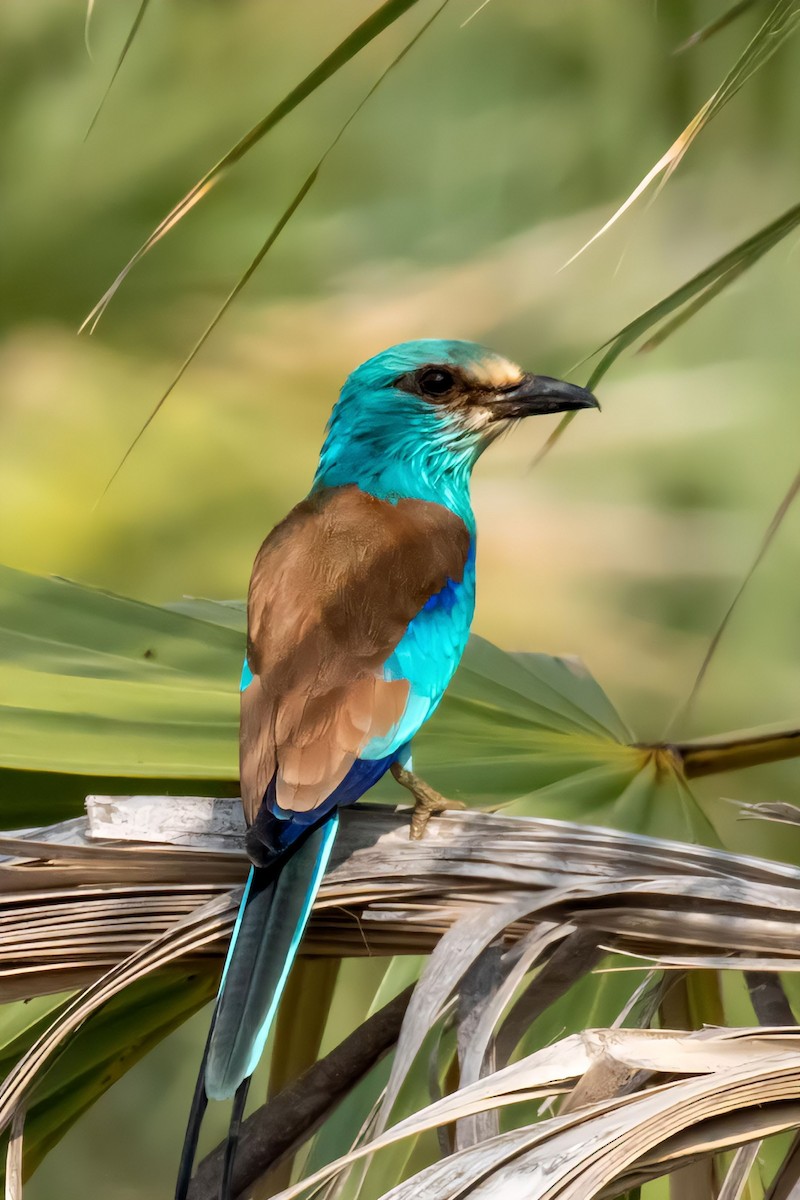 Abyssinian Roller - Muhammad Alhujeli