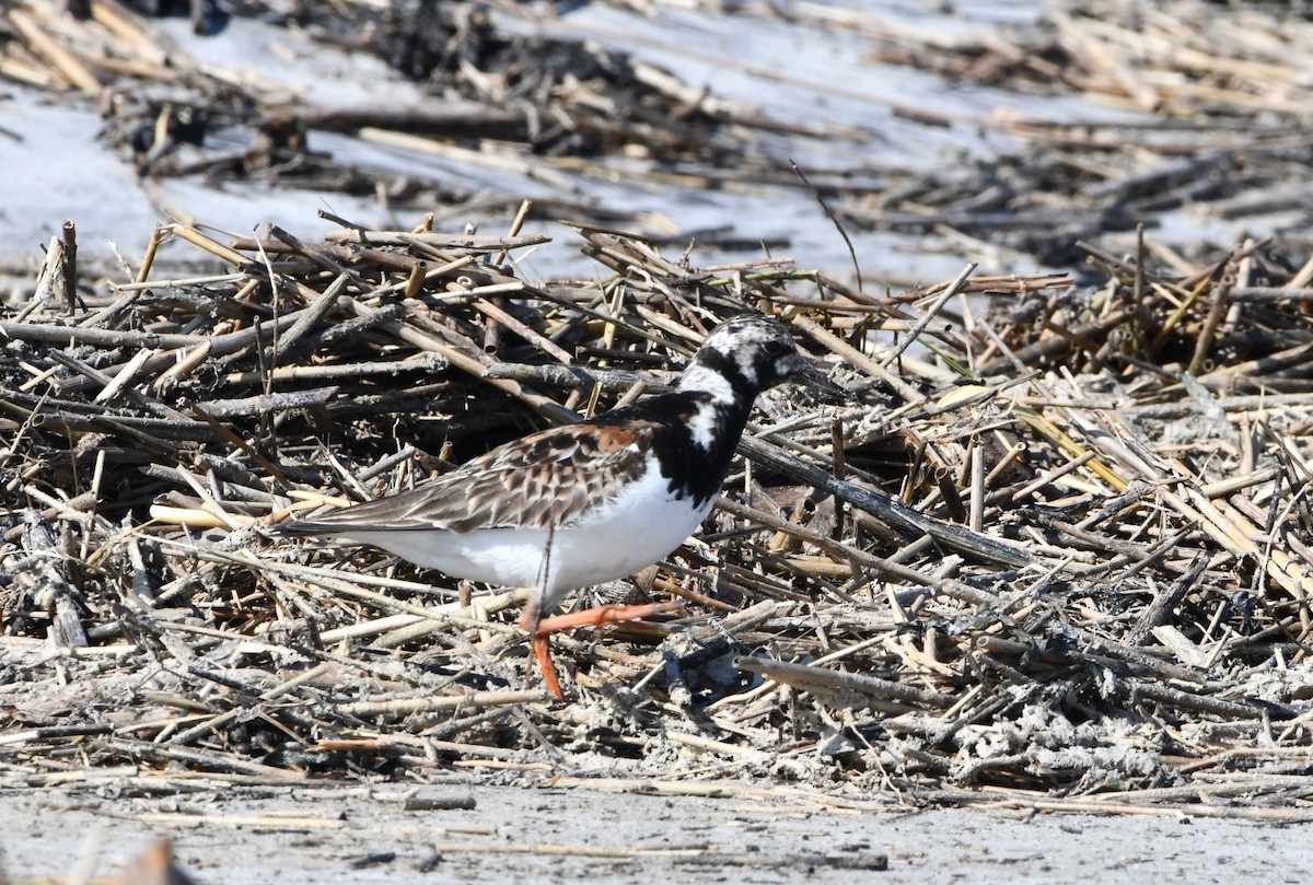 Ruddy Turnstone - ML624216851