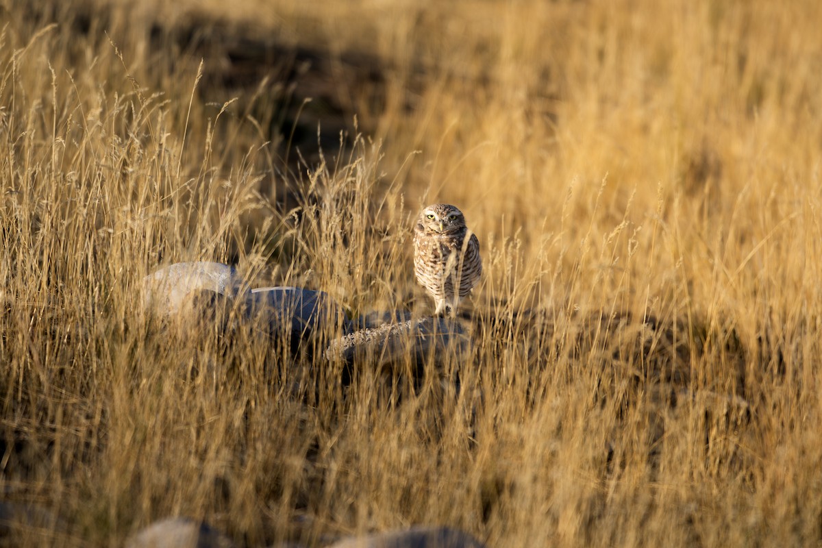 Burrowing Owl - ML624216855