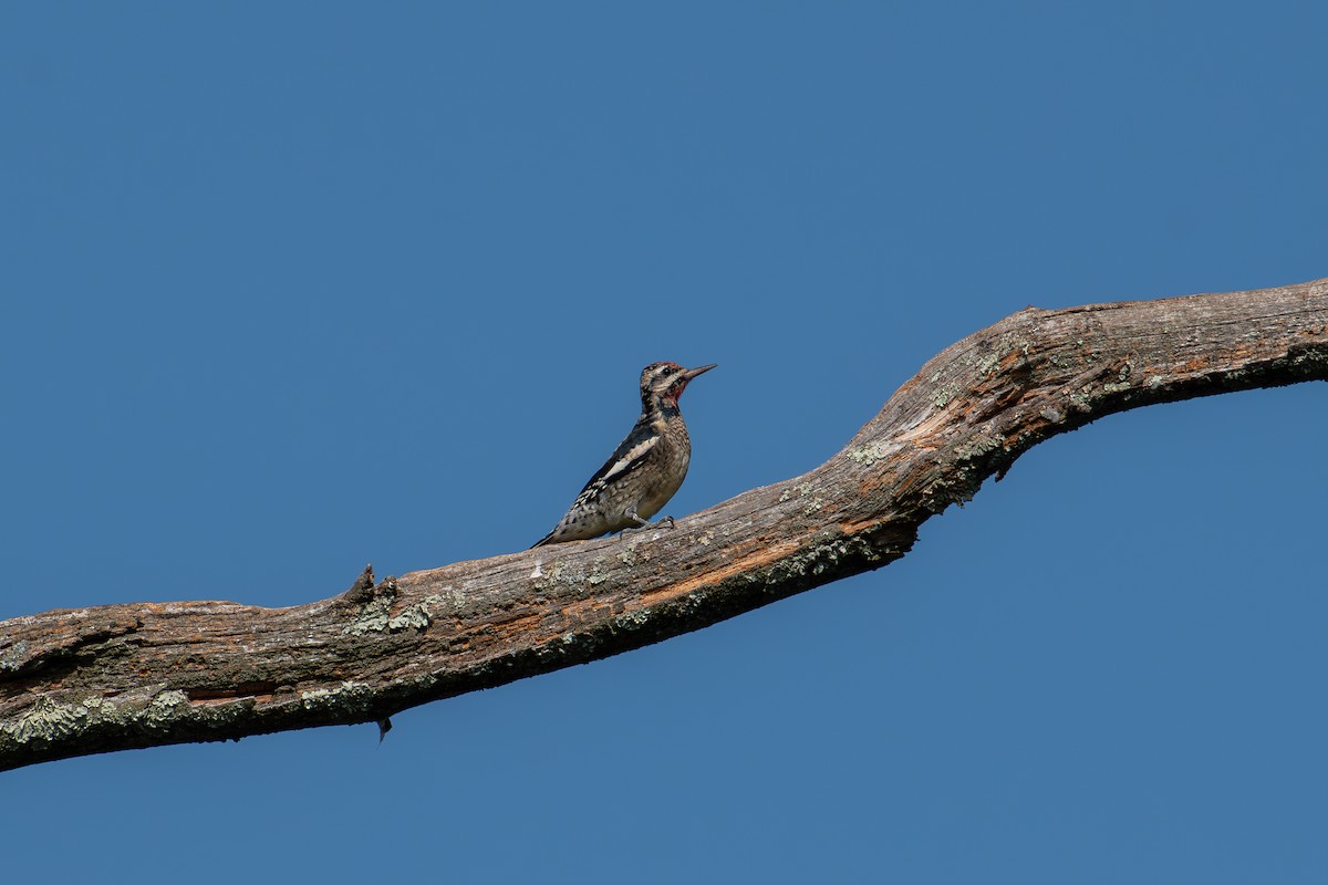 Yellow-bellied Sapsucker - ML624216856