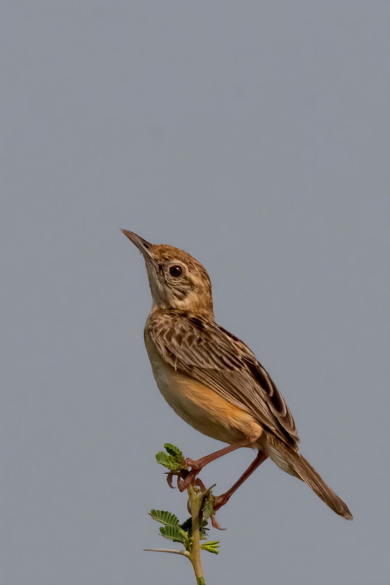 Zitting Cisticola - ML624216857