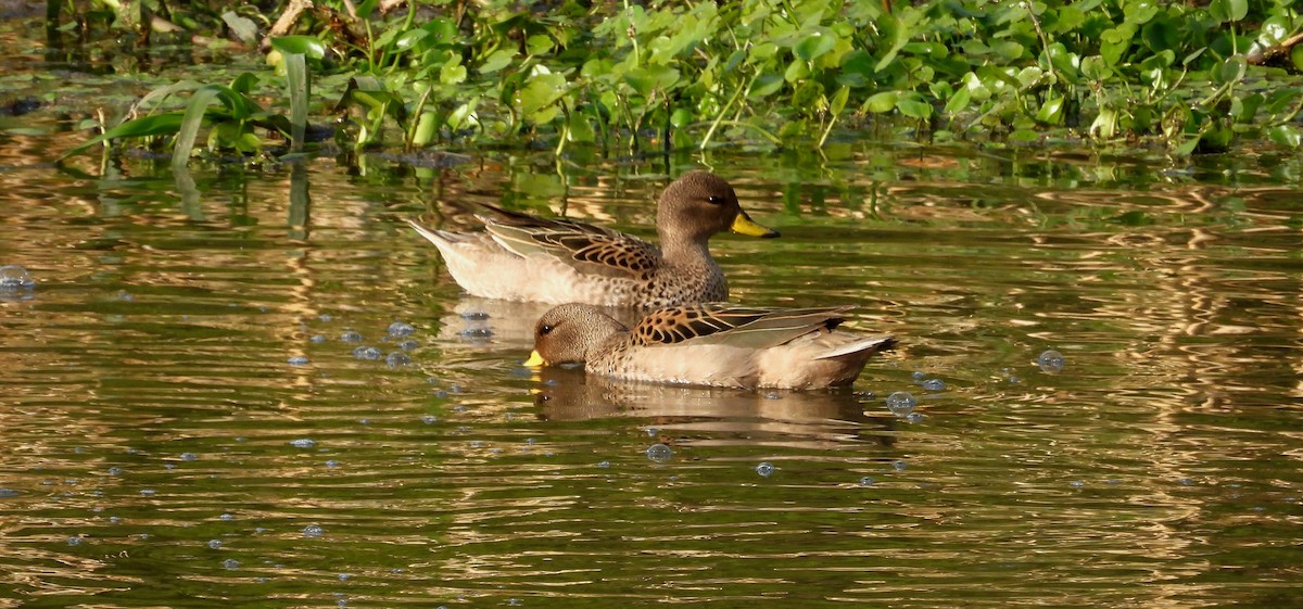 Yellow-billed Teal - ML624216858