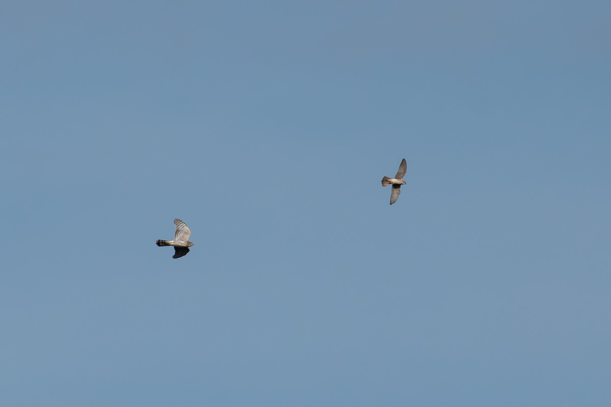 Sharp-shinned Hawk - ML624216861