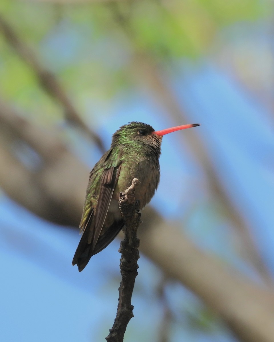 Gilded Hummingbird - ML624216862