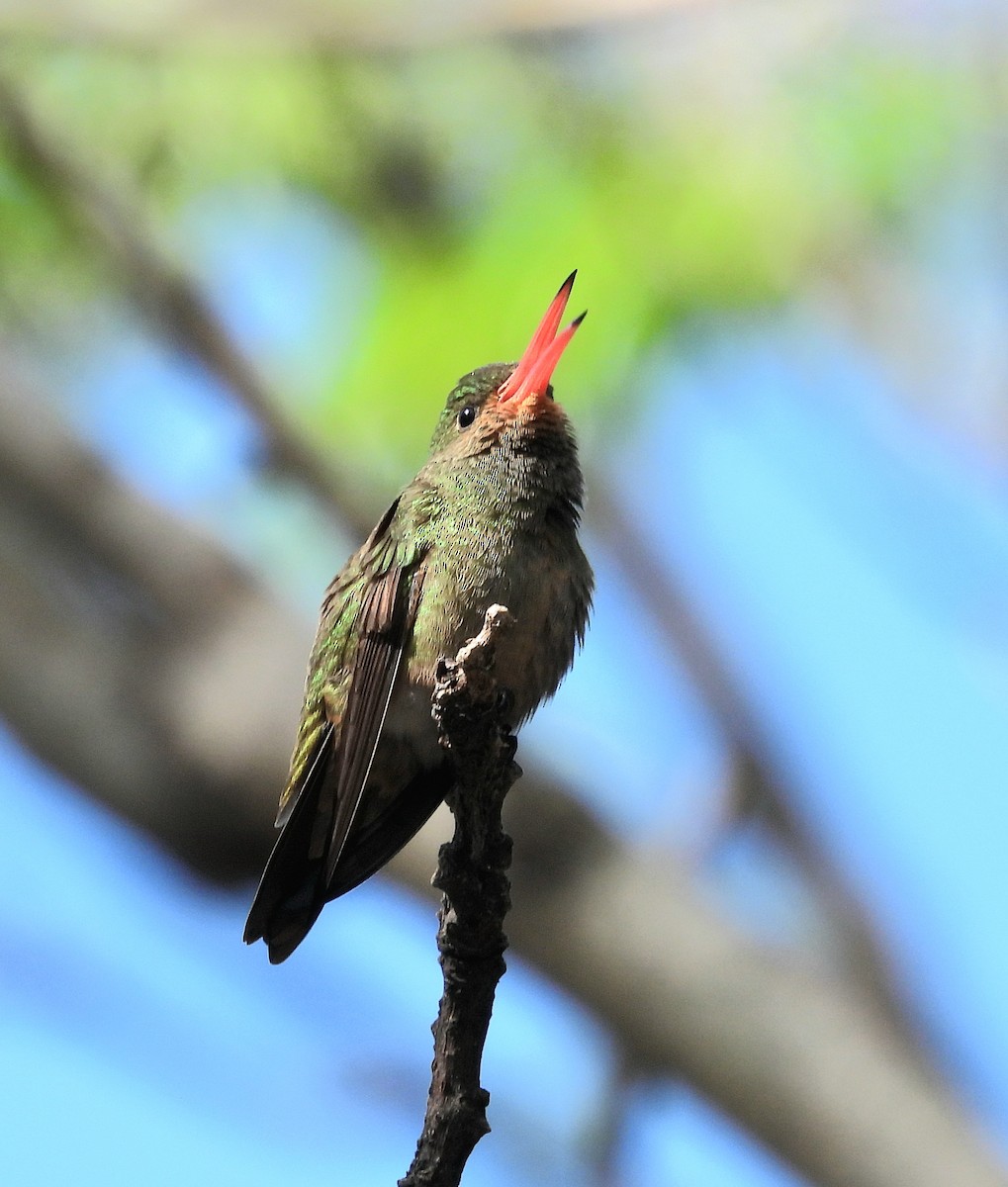 Gilded Hummingbird - ML624216877