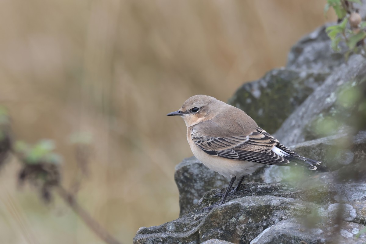 Northern Wheatear (Eurasian) - ML624216883