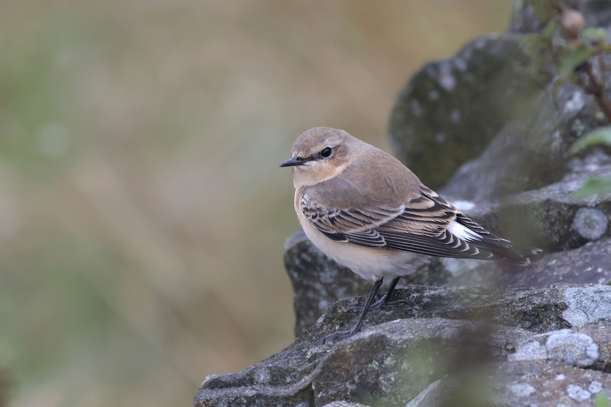 Northern Wheatear (Eurasian) - ML624216884