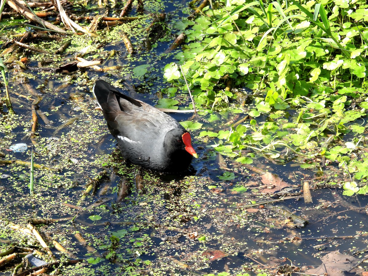 Common Gallinule - ML624216885