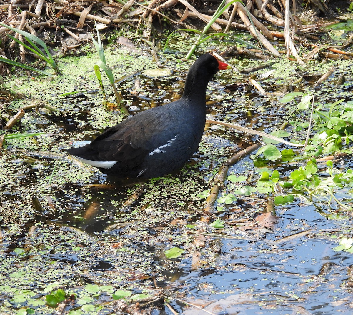 Common Gallinule - ML624216888