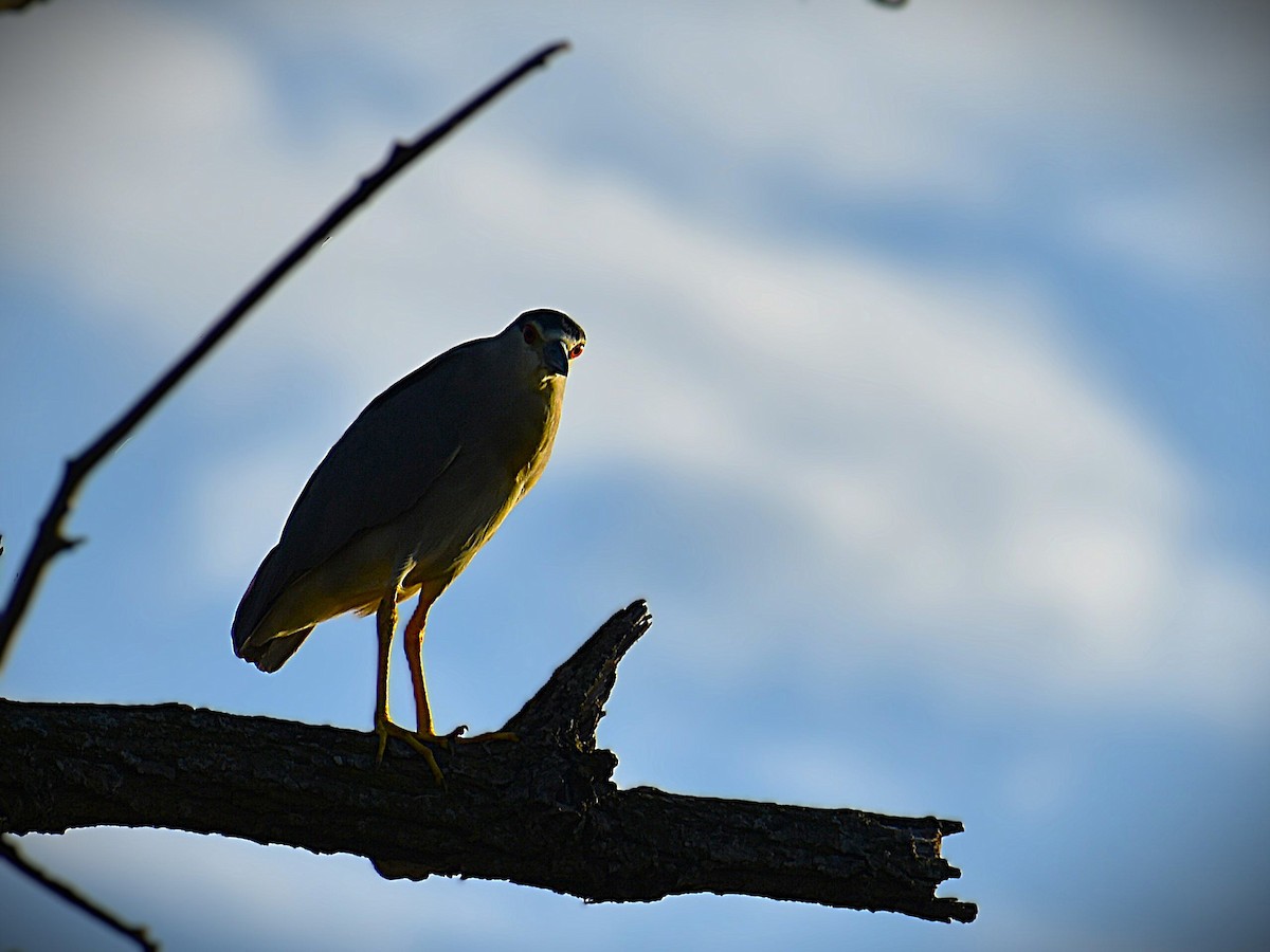 Black-crowned Night Heron - ML624216895