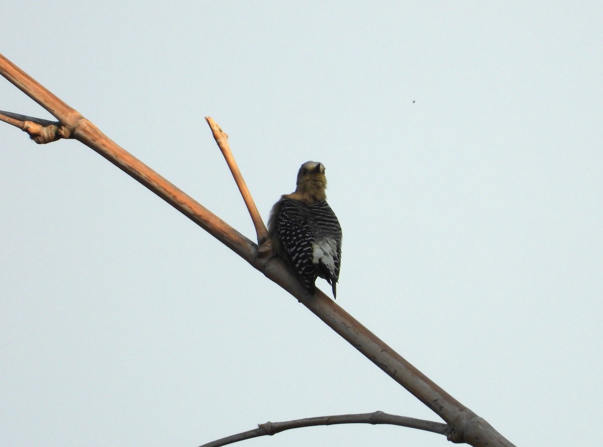 Red-crowned Woodpecker - ML624216918