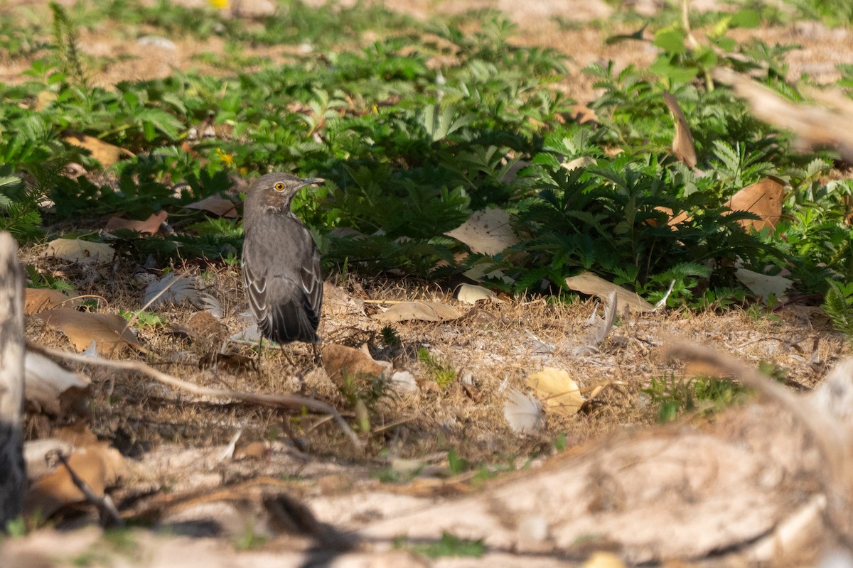 Sage Thrasher - ML624216924