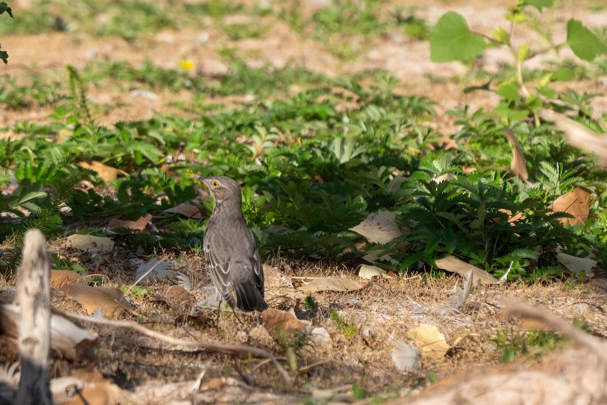 Sage Thrasher - ML624216925