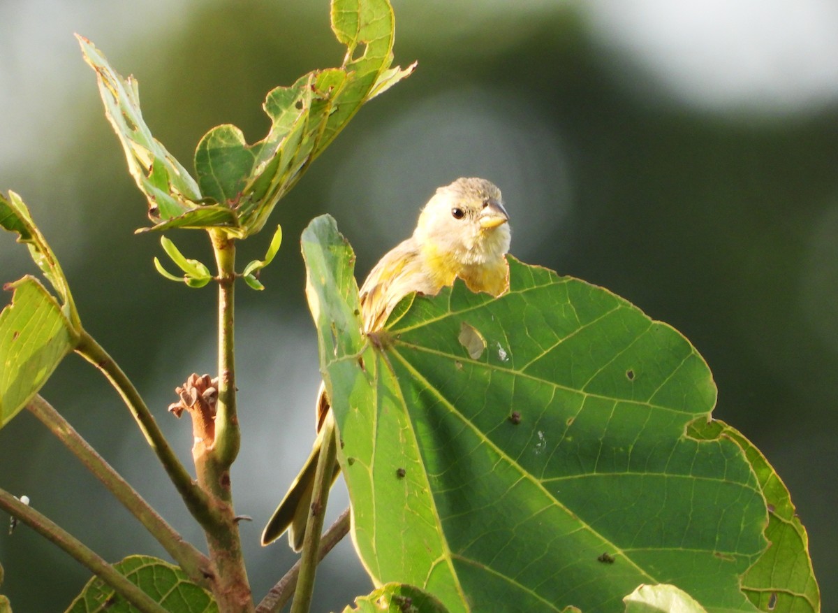 Saffron Finch - ML624216927