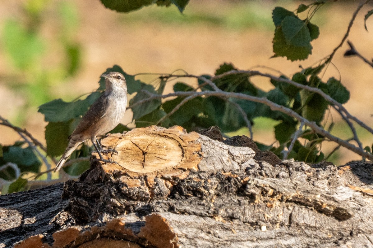 Rock Wren - ML624216929