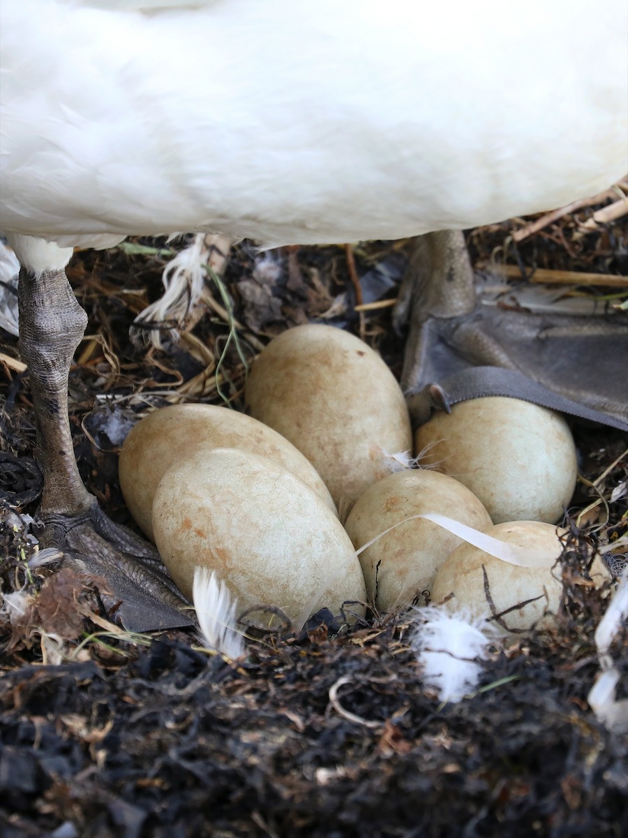 Mute Swan - ML624216932