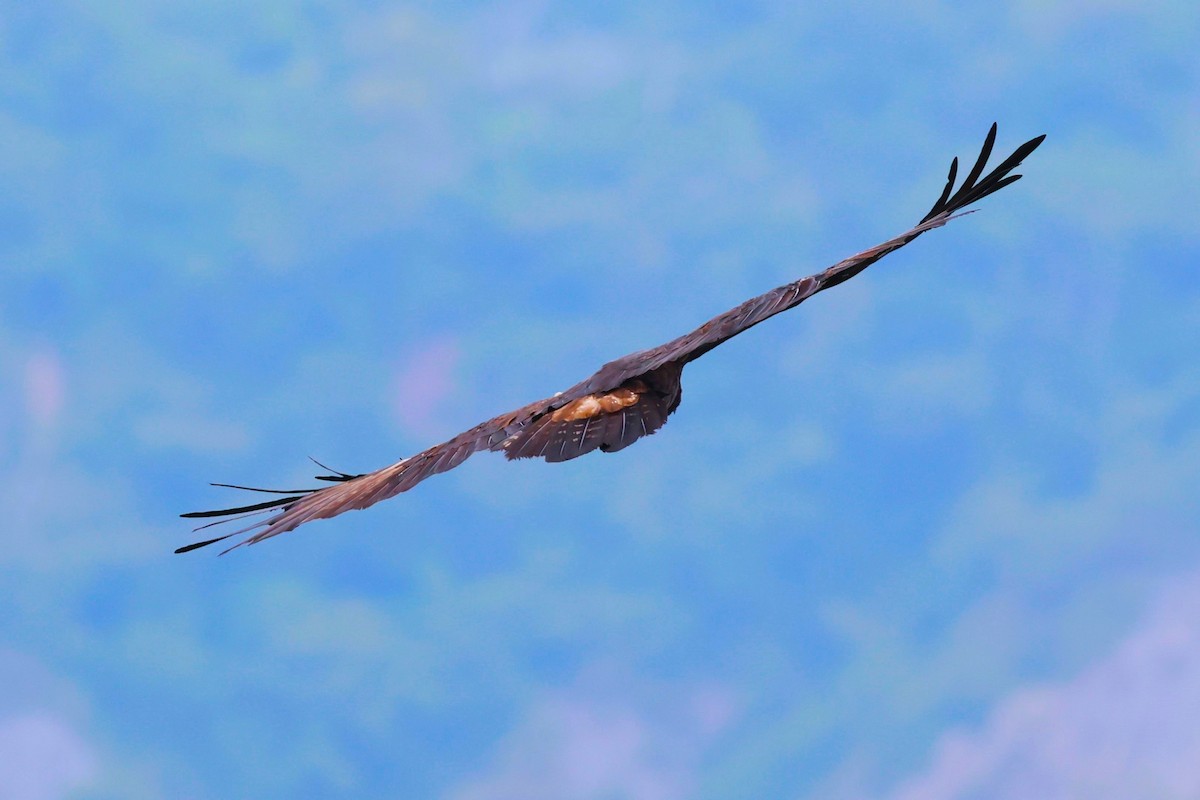 Black Eagle - Mei-Luan Wang