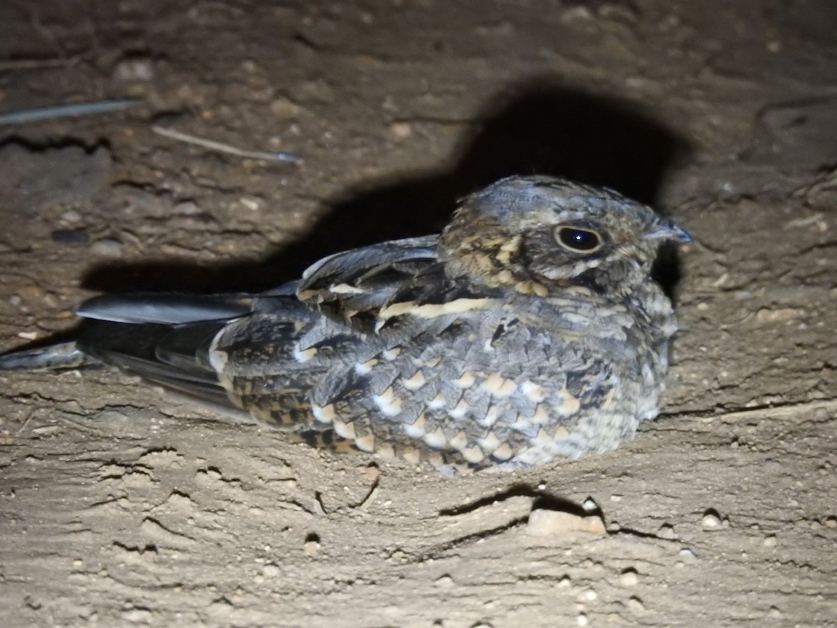 Indian Nightjar - ML624216942