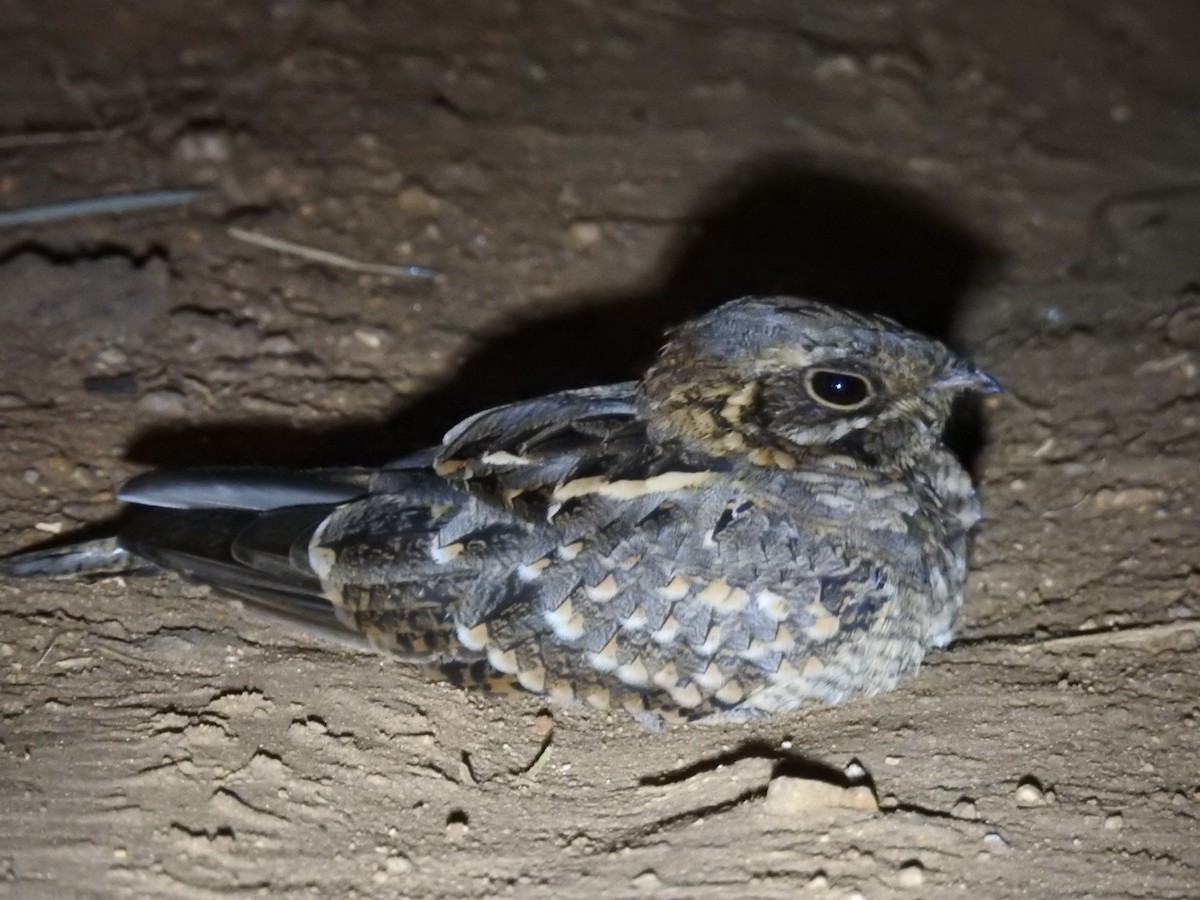 Indian Nightjar - ML624216943