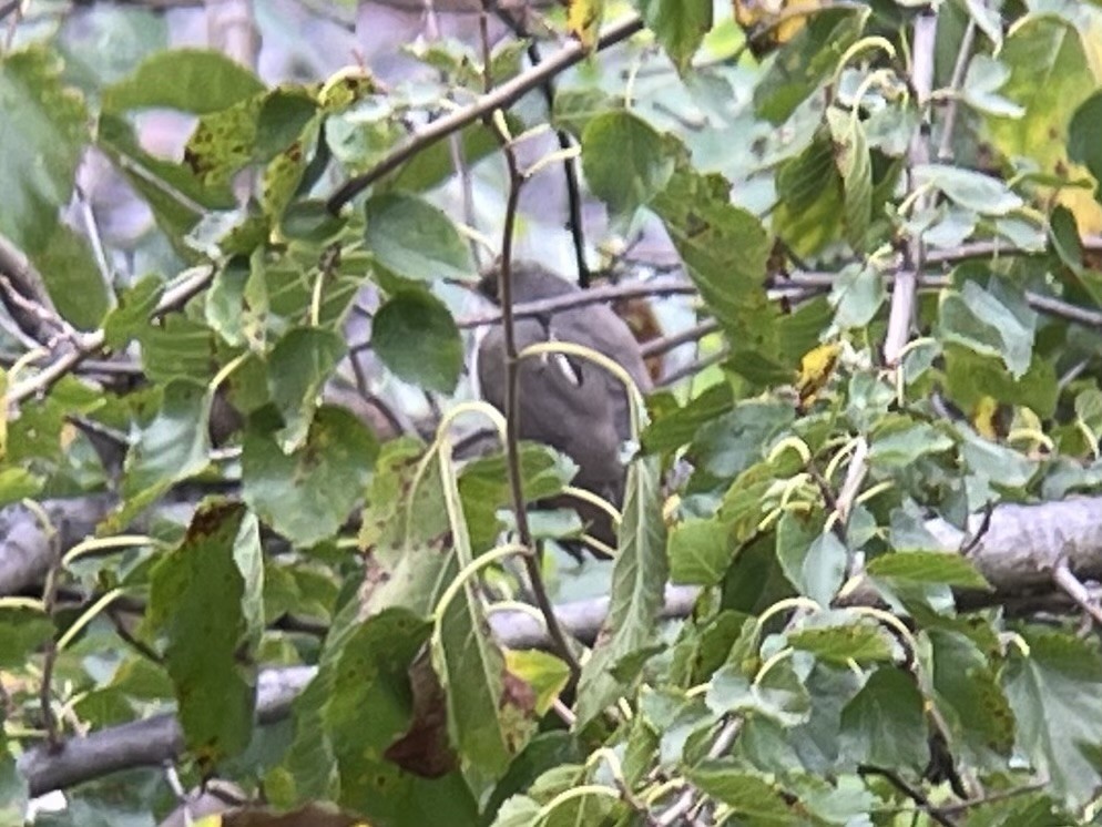 Yellow-billed Cuckoo - ML624216946