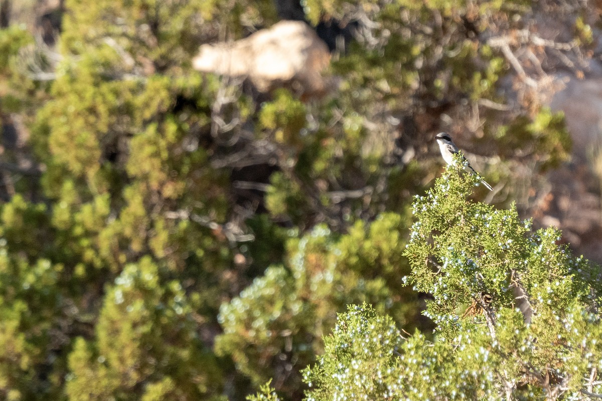 Loggerhead Shrike - ML624216949