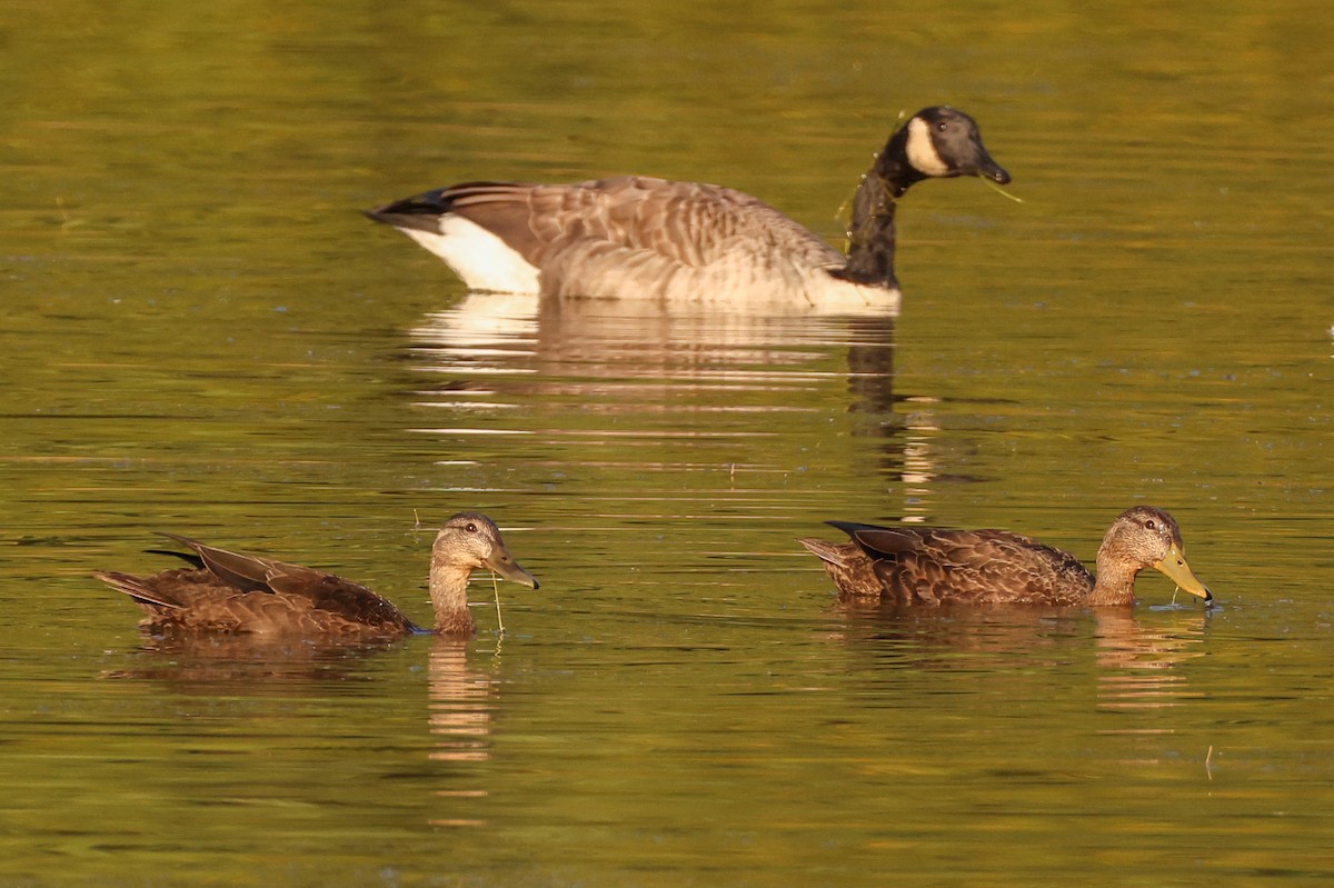 Canada Goose - ML624216950