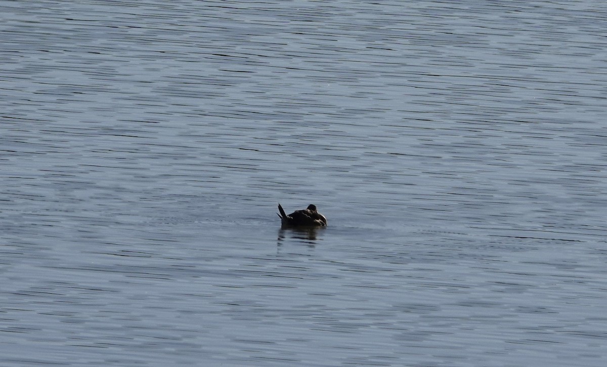 Ruddy Duck - ML624216951