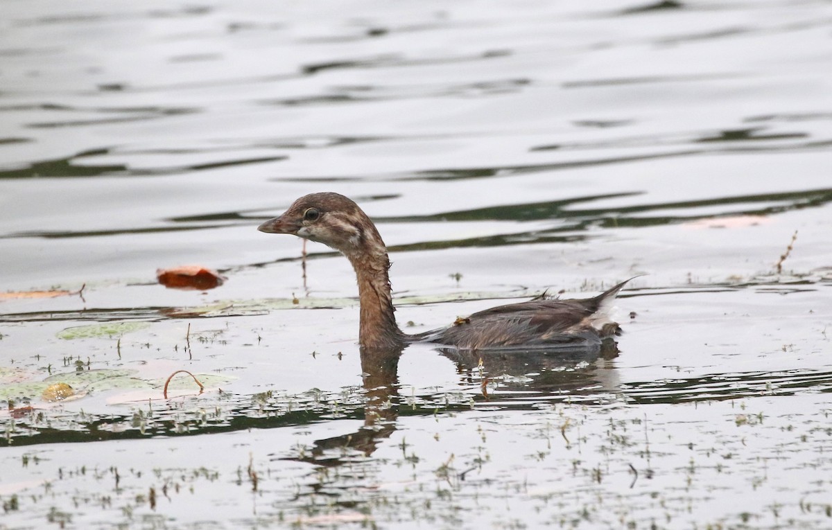 Pied-billed Grebe - ML624216952