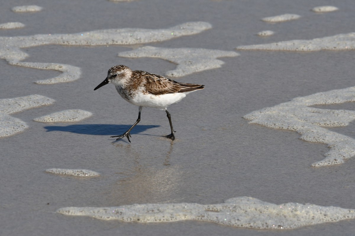 Semipalmated Sandpiper - ML624216953