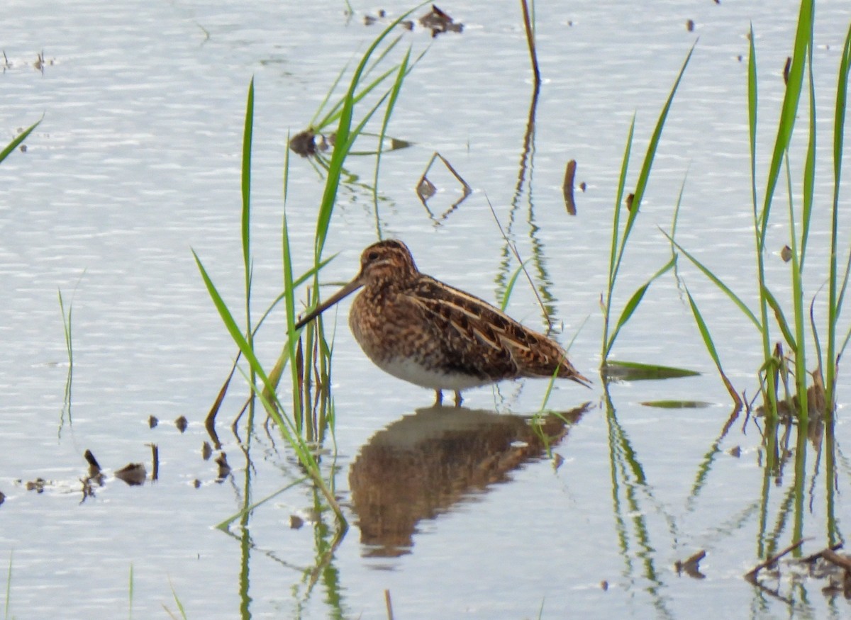 Common Snipe - Young Gul Kim