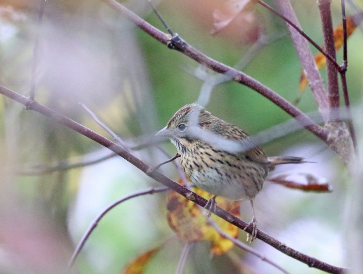 Lincoln's Sparrow - ML624216955