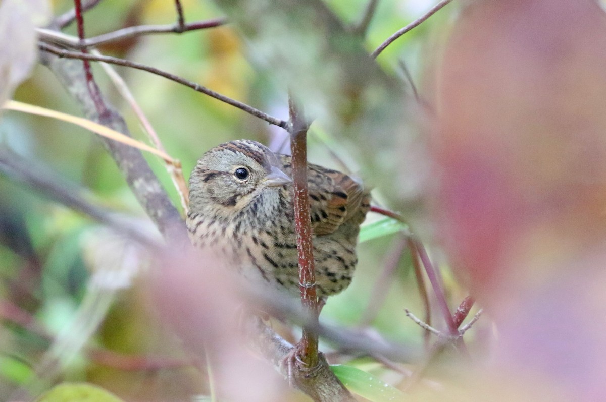 Lincoln's Sparrow - ML624216956