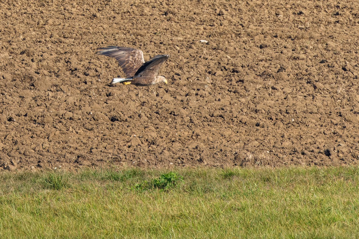 White-tailed Eagle - ML624216957