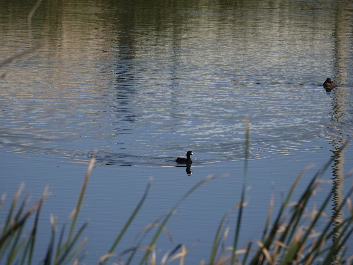 American Coot - ML624216958