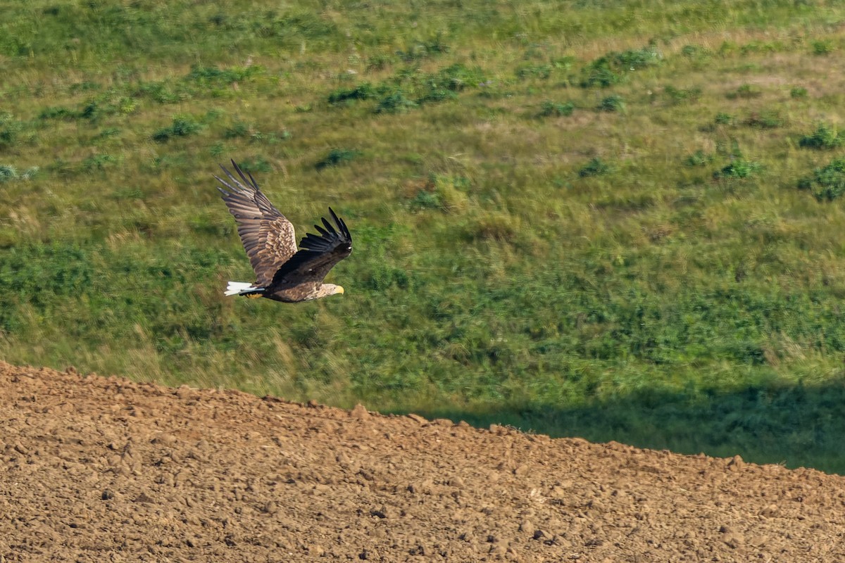 White-tailed Eagle - Gabi Uhrova