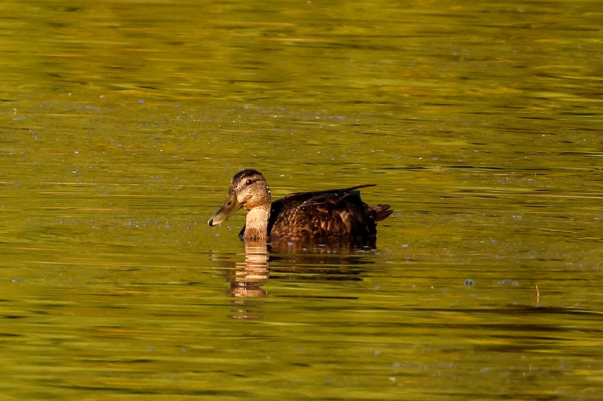 American Black Duck - Ian Somerville