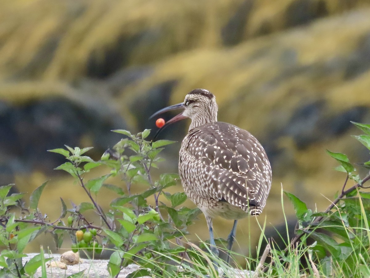 Whimbrel - ML624216964