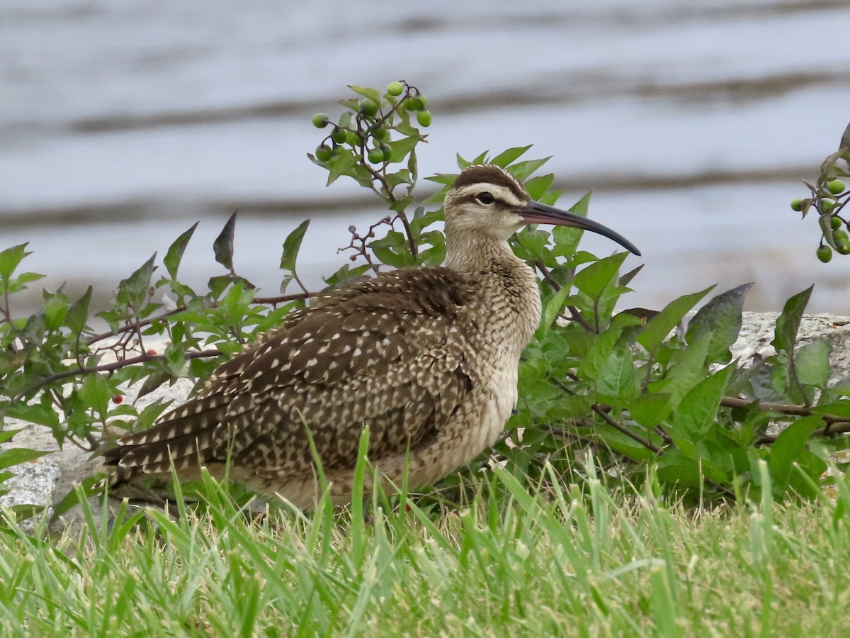 Whimbrel - ML624216965