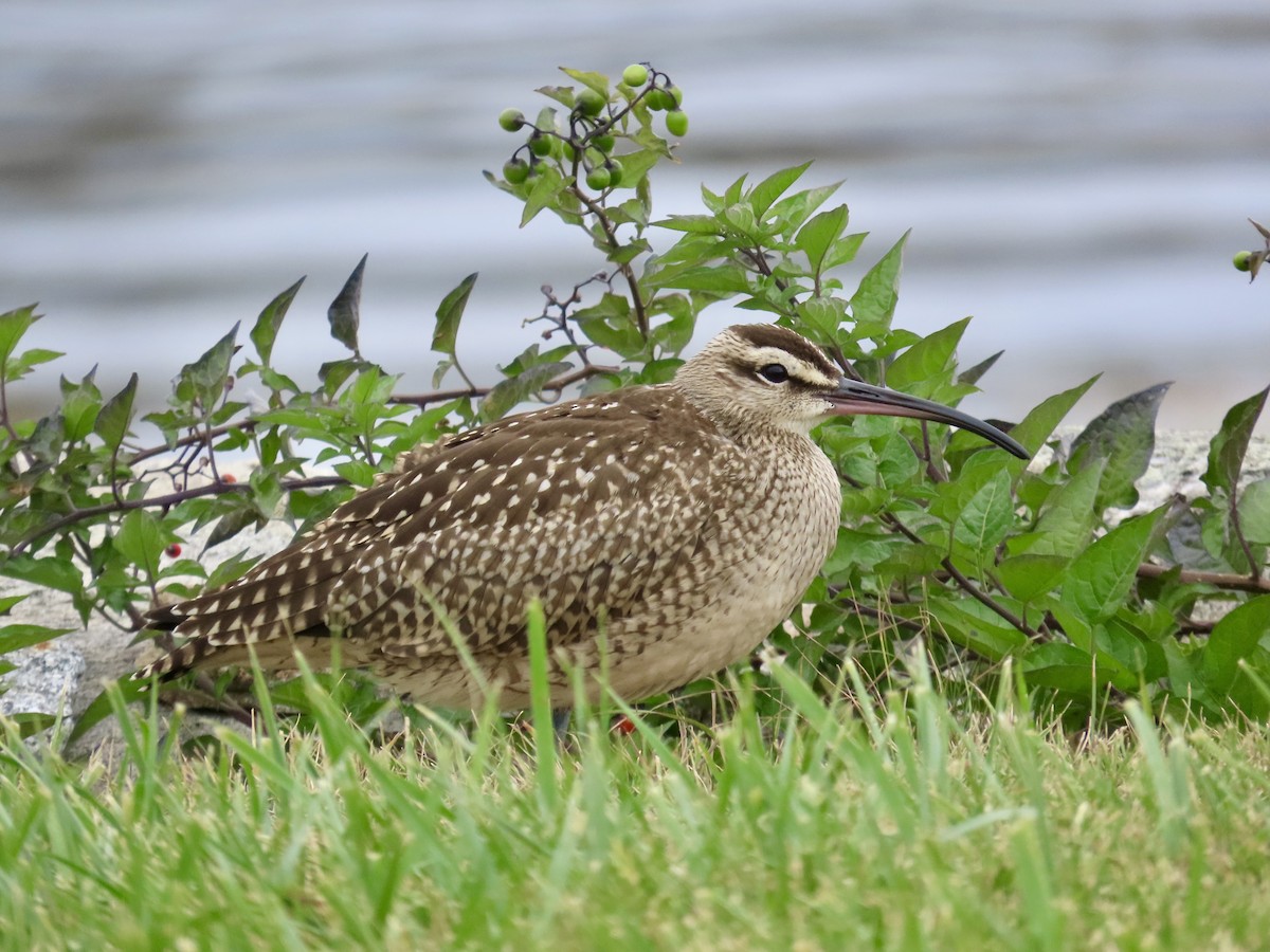 Whimbrel - ML624216966