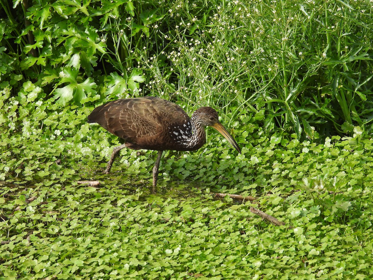 Limpkin - ML624216967