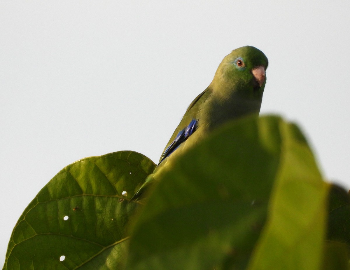 アオメルリハシインコ - ML624216970