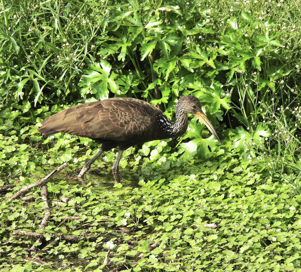 Limpkin - ML624216973