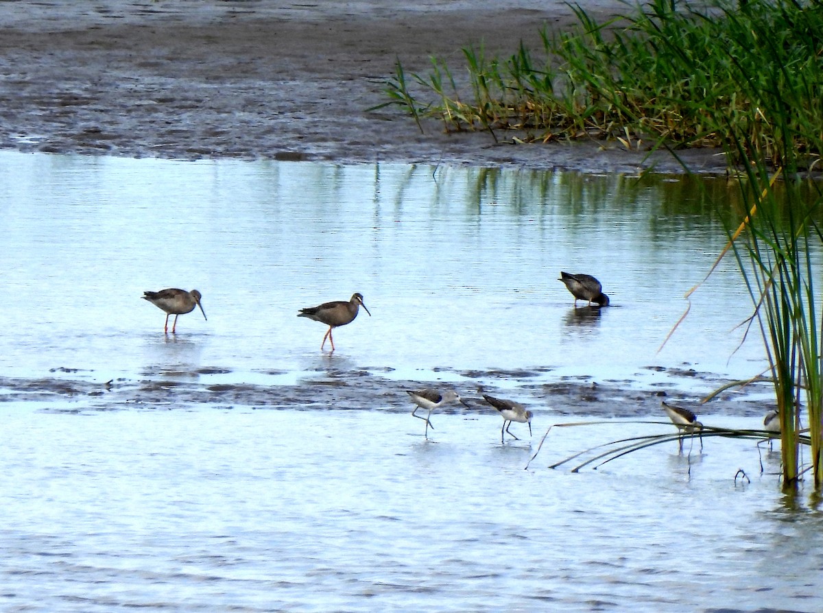 Marsh Sandpiper - ML624216974