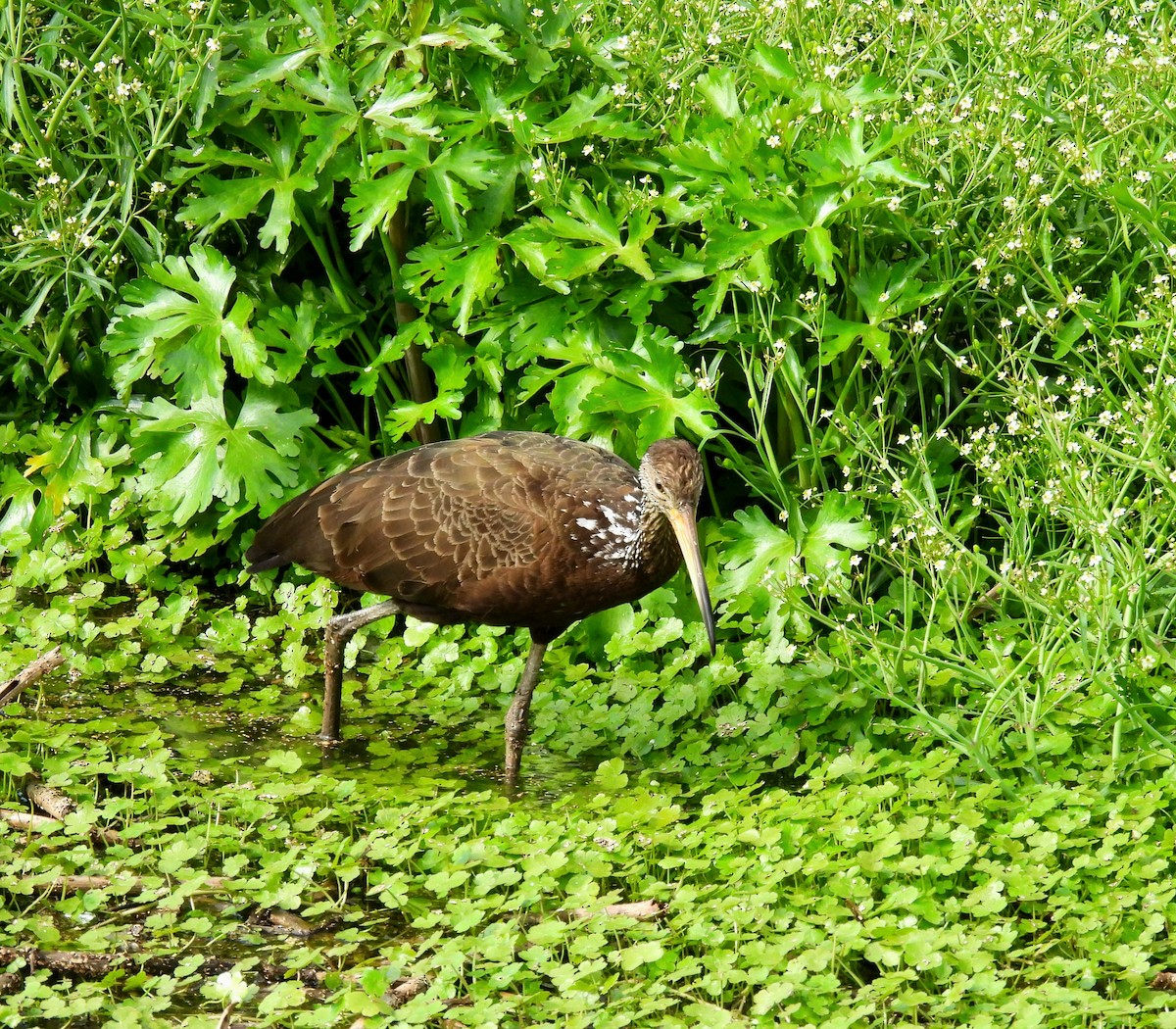 Limpkin - ML624216977