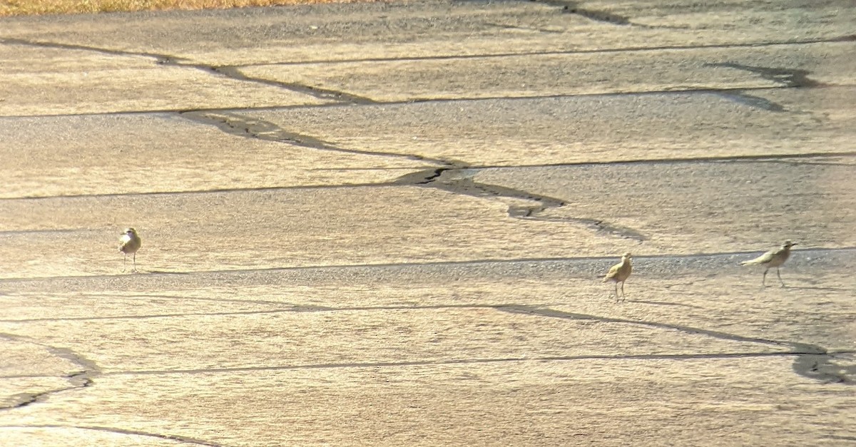 アメリカムナグロ - ML624216980