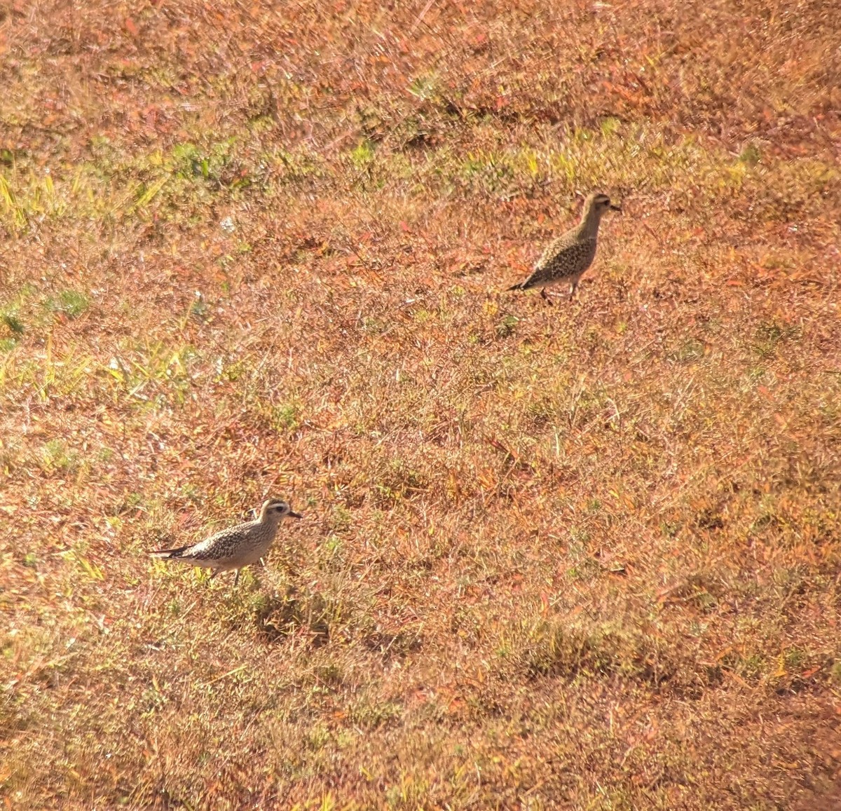 アメリカムナグロ - ML624216981