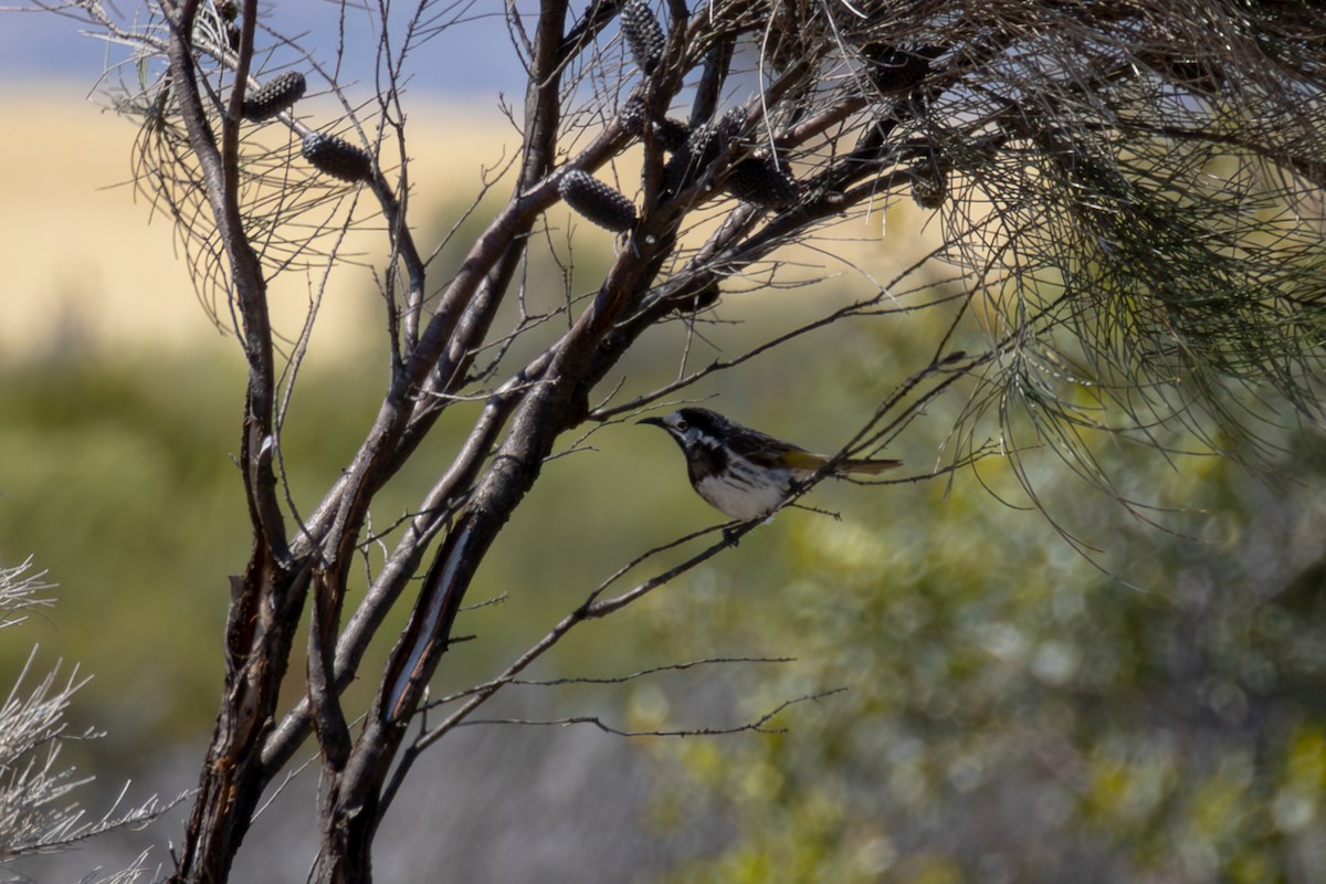 White-fronted Honeyeater - ML624216984