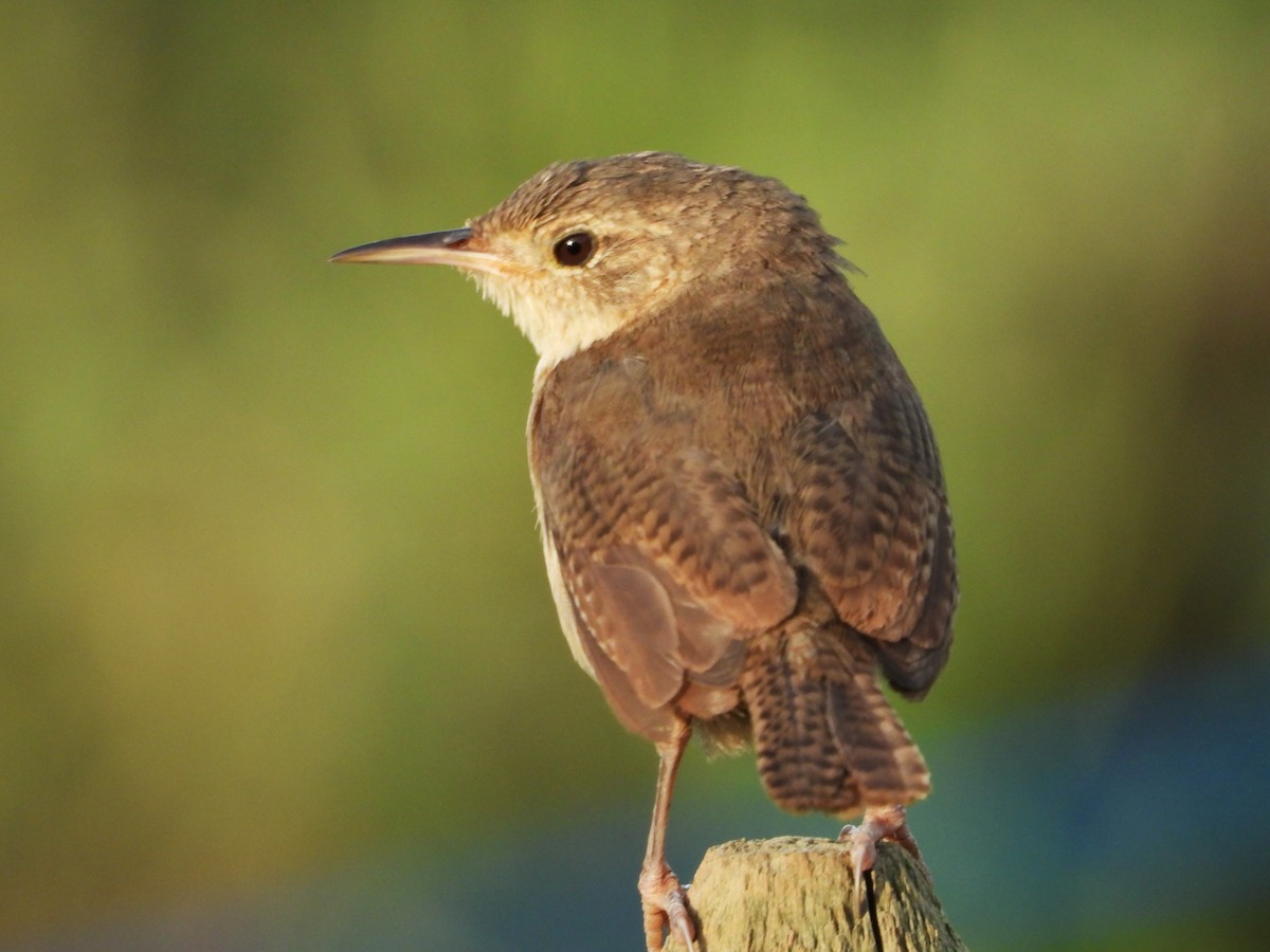 House Wren - ML624216987